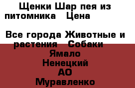 Щенки Шар пея из питомника › Цена ­ 25 000 - Все города Животные и растения » Собаки   . Ямало-Ненецкий АО,Муравленко г.